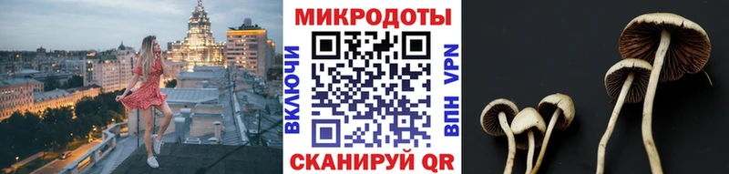 Псилоцибиновые грибы Psilocybe Геленджик